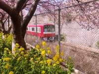 Catching the earliest Sakura !