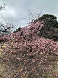 🌸Sakura Season Magic🌸: Where to See Japan’s Most Stunning Blooms