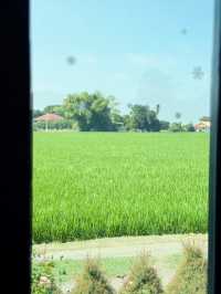 คาเฟ่บรรยากาศดีริมทุ่งนา ครัวซองส์ไส้อั่วอร่อย