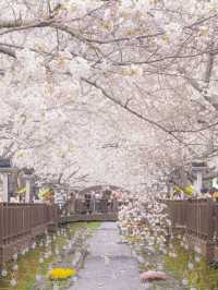 釜山櫻花盛宴：春日粉色浪漫之旅 🌸✨