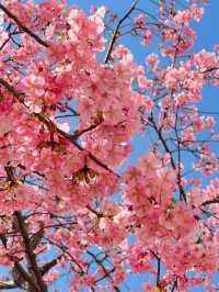 Chasing Sakura at Edogawa