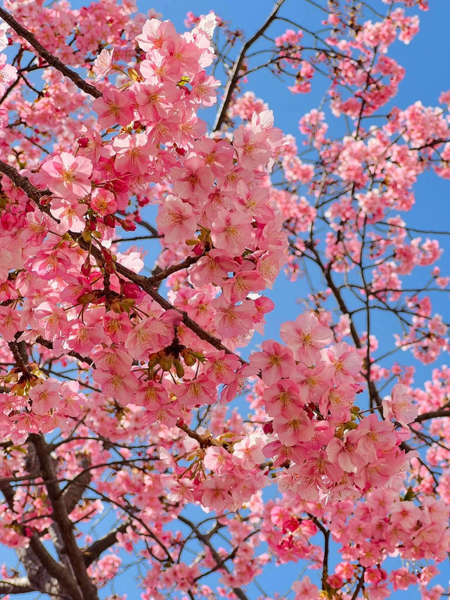 Chasing Sakura at Edogawa