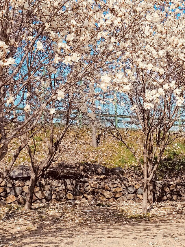 A Springtime Exploration of Local Beauty 💐 
