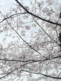 Ueno Park: Tokyo's Ultimate Cherry Blossom Dream