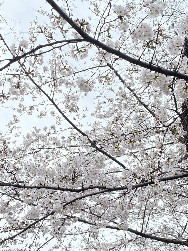 Ueno Park: Tokyo's Ultimate Cherry Blossom Dream
