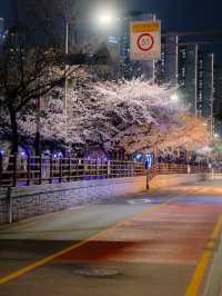 벚꽃이 가득한 온천천 카페거리 밤산책🌸🖤