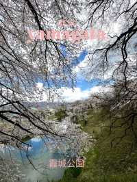 【山形×春旅】 お堀に映し出される桜が幻想的🥰