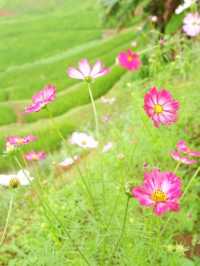 สายหมอกจางๆ ณ บ้านระเบียงนา 🌾