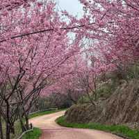 油羅溪森林花園•櫻花盛開的夢幻