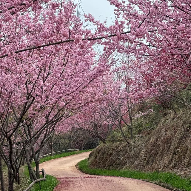 油羅溪森林花園•櫻花盛開的夢幻