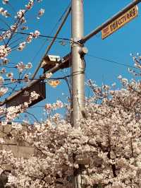 Mokcheok Park: Your Local Haven for Cherry Blossom Magic