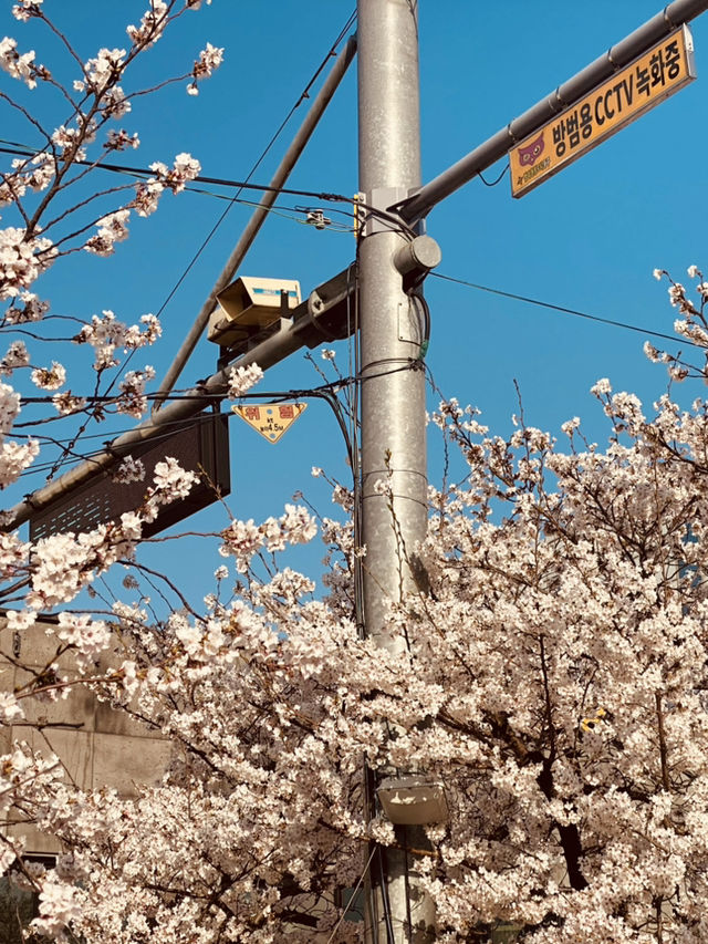 Mokcheok Park: Your Local Haven for Cherry Blossom Magic