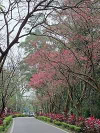 🌸** 台北滬尾櫻花大道是春季賞櫻**🌸