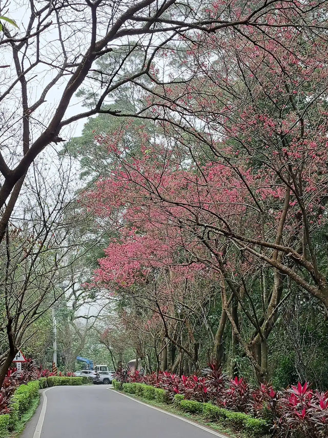 🌸** 台北滬尾櫻花大道是春季賞櫻**🌸