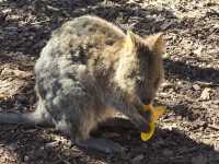 Eco-Adventures at Rottnest Island: A Sustainable Paradise