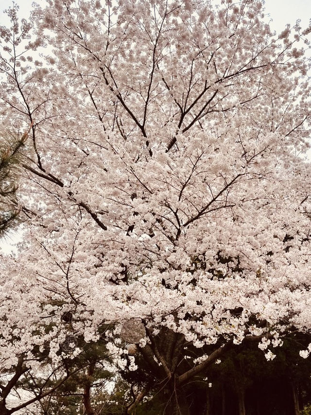 Spring's Pink Embrace: Strolling the Picturesque Ansan Road