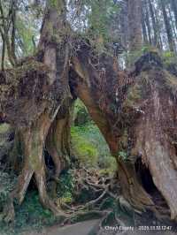 ไปดูดอกแมกโนเลียที่ Alishan 