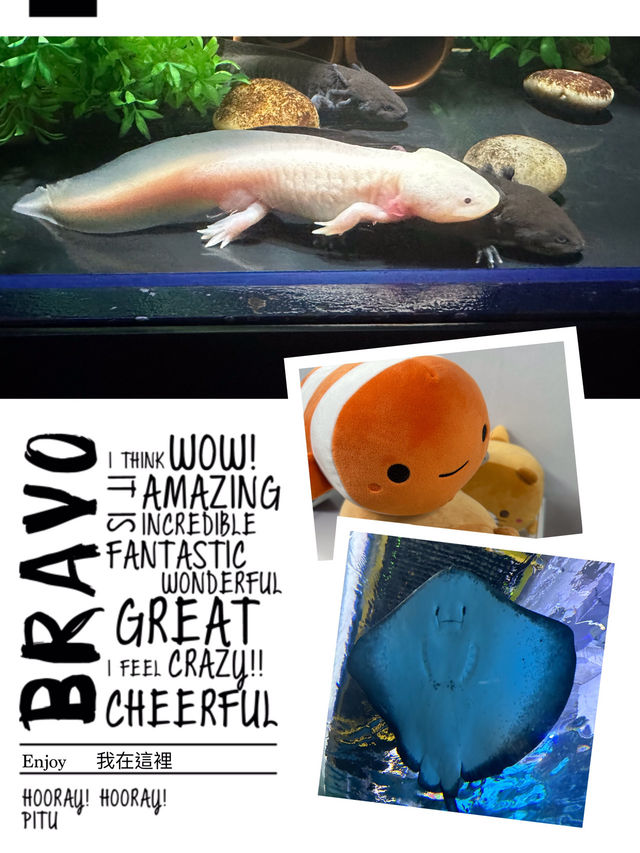 多層次體驗水族館盡在Coex