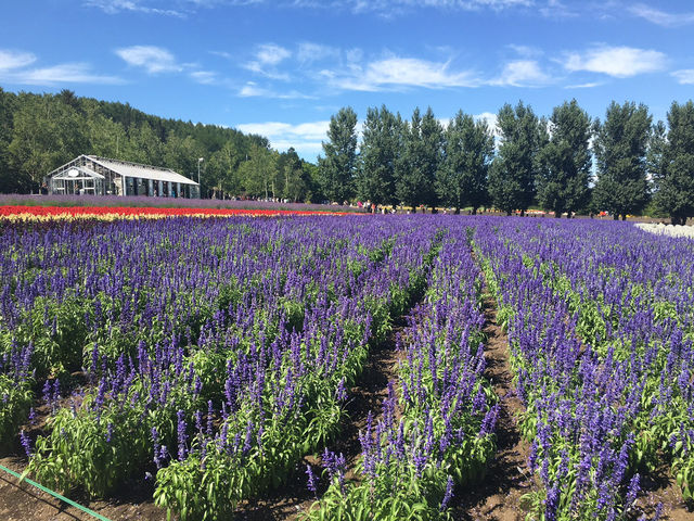 夏の北海道！大好き❤️