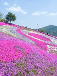 핑크빛 꽃잔디로 물드는 산청 생초국제조각공원💖