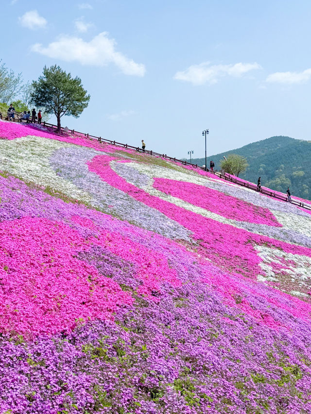 핑크빛 꽃잔디로 물드는 산청 생초국제조각공원💖