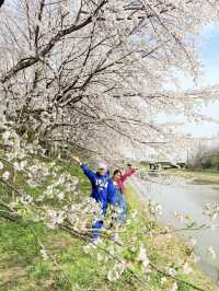 CHERRY BLOSSOMS IN SOUTH KOREA