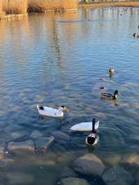 Chaoyang Park– Beijing's Vibrant Urban Oasis