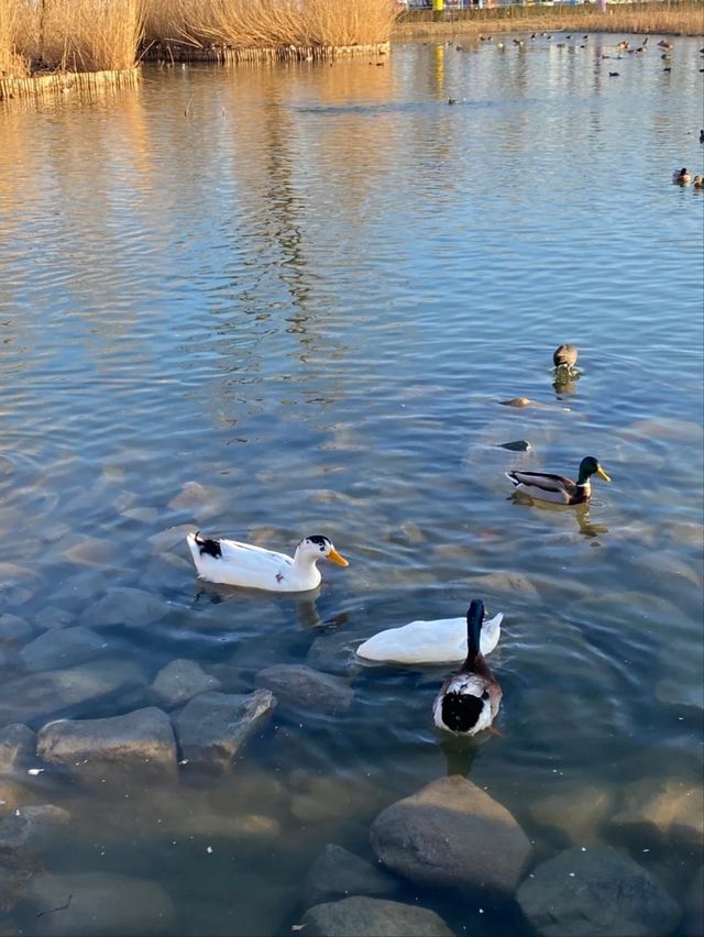 Chaoyang Park– Beijing's Vibrant Urban Oasis