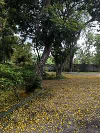 Golden Rain of Summer – The Poetry of Fallen Peltophorum Blossoms
