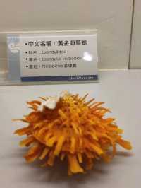 #旗津貝殼館-高雄市旗津區