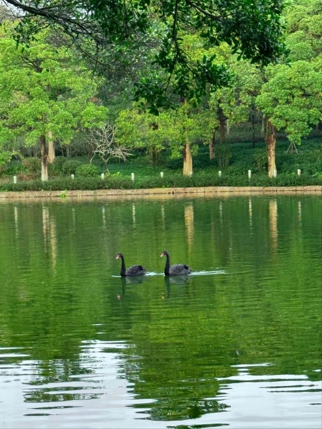 Shenzhen Central Park– The City’s Green Lung
