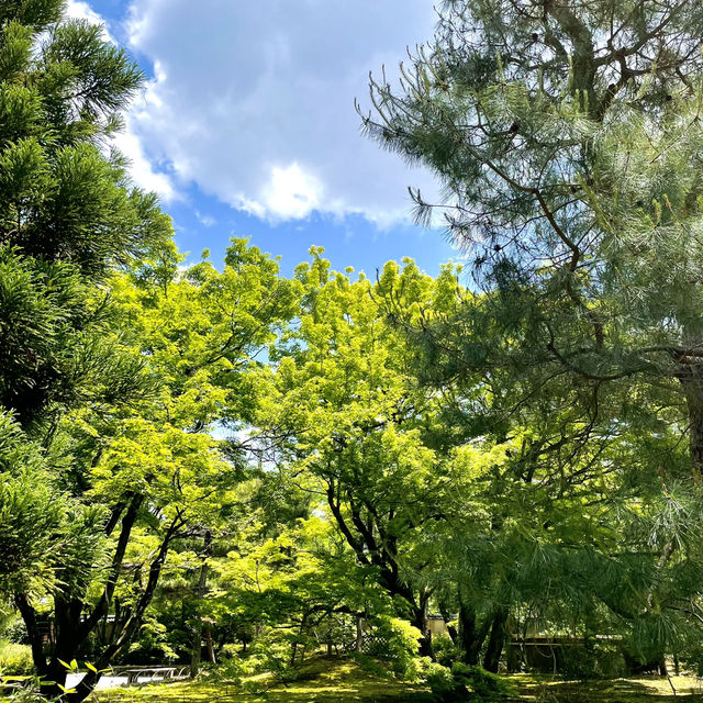 【京都】新緑に空の青さ、曹源池庭園 は素晴らしい