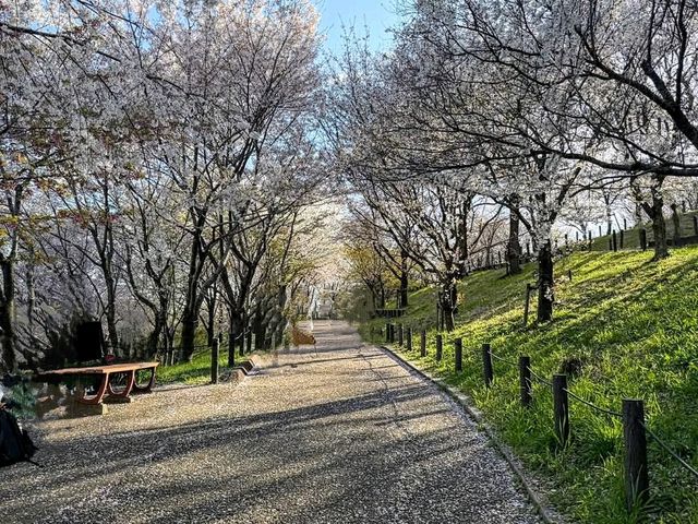 名古屋賞櫻，春光爛漫的東山動植物園