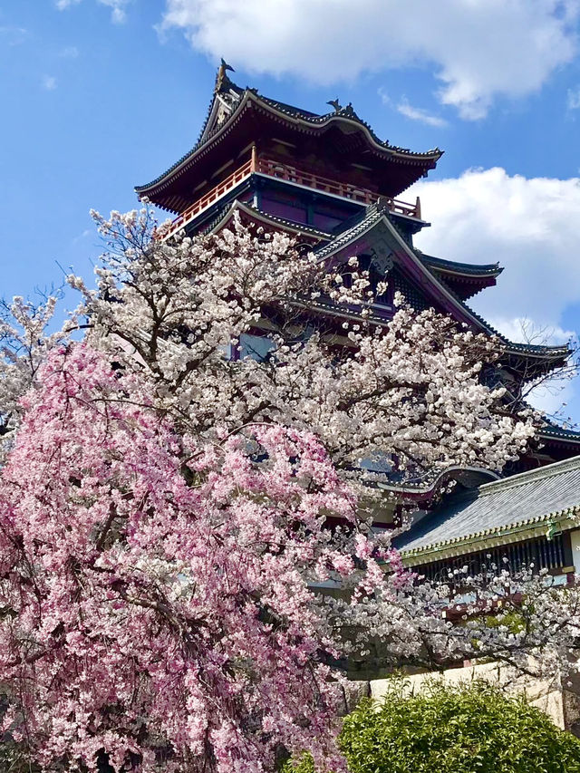 Spring Escape to Fushimi Momoyama Castle – Flowers Everywhere!