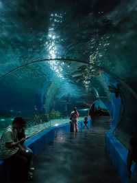 Underwater Adventures Await at Manila Ocean Park