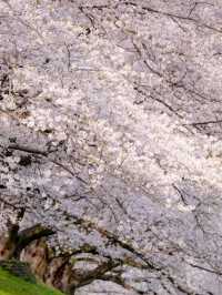 Seiwari-zutsumi Cherry Blossoms– Kyoto's 1.4KM Sakura River Fortress