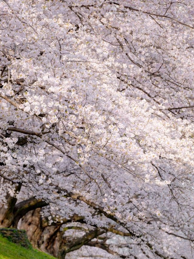 Seiwari-zutsumi Cherry Blossoms– Kyoto's 1.4KM Sakura River Fortress
