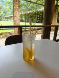 Nature Meets Café Vibes at Pineyard Genting