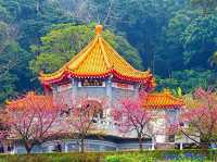 Tianyuan Temple Cherry Blossoms: Taiwan’s Most Divine Floral Sanctuary