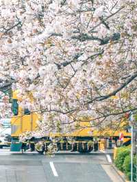 【東京】美しい桜とその歴史