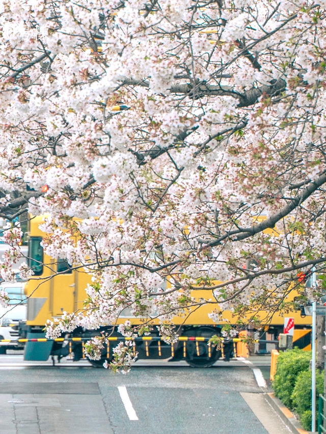 【東京】美しい桜とその歴史