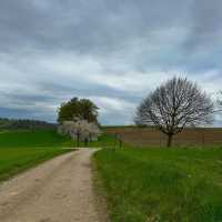 A Golden Escape: Chasing Rapeseed Blooms in La Sarraz, Switzerland