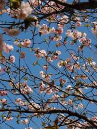 Temiya Park Sakura | Otaru's Seaside Cherry Blossom Haven