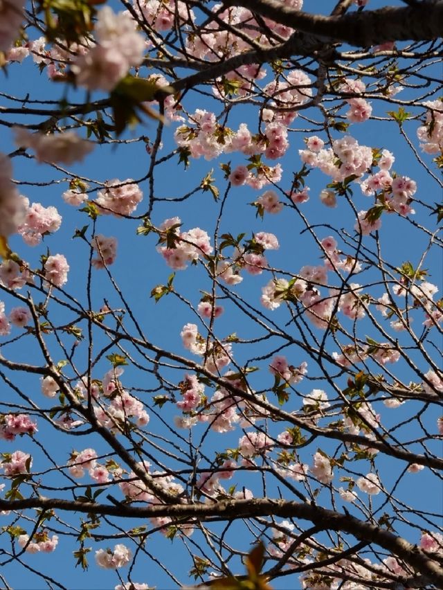Temiya Park Sakura | Otaru's Seaside Cherry Blossom Haven