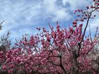 Sapporo's Sakura Splendor: The Ultimate Cherry Blossom Escape at Maruyama Park