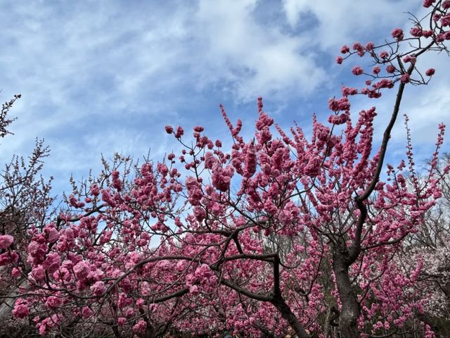 Sapporo's Sakura Splendor: The Ultimate Cherry Blossom Escape at Maruyama Park