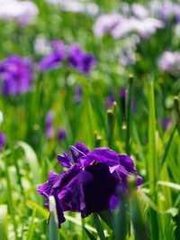 【埼玉】菖蒲と紫陽花が見られる穴場スポット