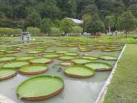 🌿 Botanic Gardens Adventure: Penang’s Green Oasis of Monkeys & Magic!  