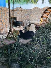 免門票看熊貓就在唐山動物園！！