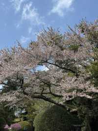 Hakone in April